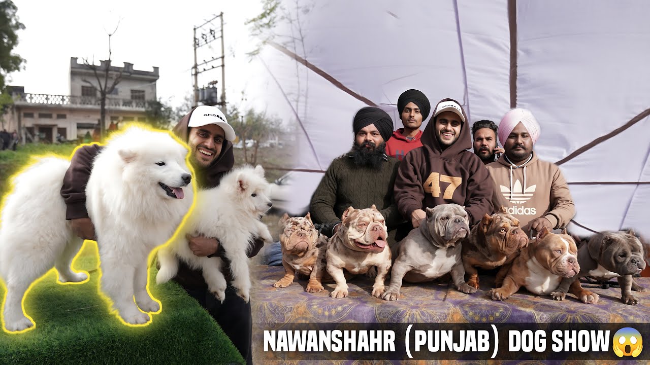 American Bully Worth Lakhs in Nawanshehr Dog Show (Punjab) India😱 YouTube