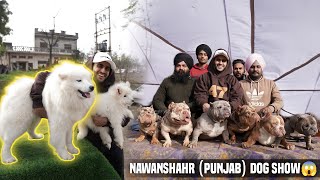 American Bully Worth Lakhs in Nawanshehr Dog Show (Punjab) India😱