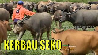 Serunya Menggembala Kerbau Seko | JEJAK PETUALANG