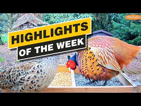 Recke Wildlife Highlights Week 46 2021 live cam preview