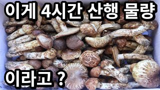 #Matsutake mushroom#Drunk on the smell, license revocation level [EP.04] 22.09.19 Full video