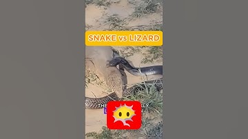 BATTLE FOR SURVIVAL, monitor lizard vs snake. #shorts