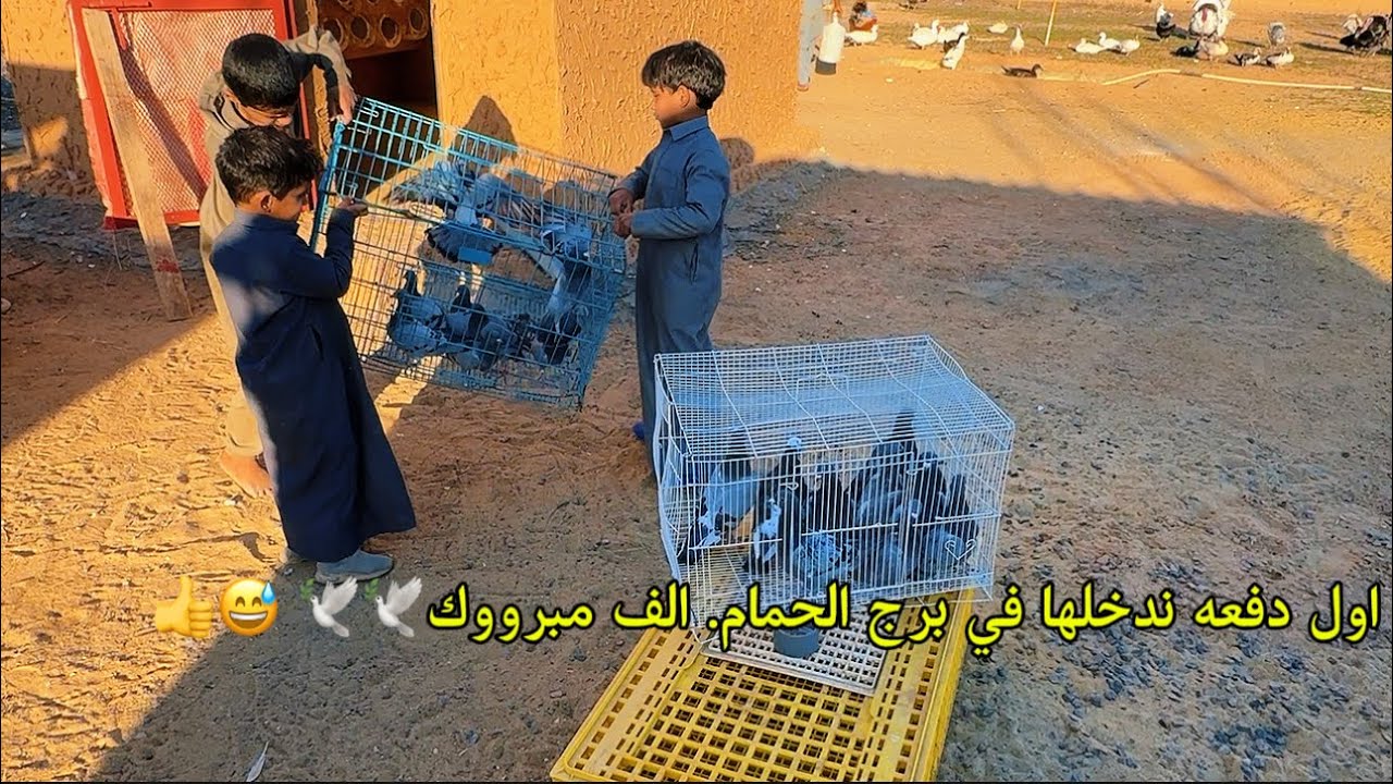 🕊️دخلنا الحمام في البرج الجديد 🕊️🕊️وناسه فله😅👏👏