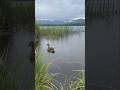 Hen Mallard Feeding in the Rain | Anchorage, Alaska Mountain Backdrop 🦆#outdoors #duck #hunting