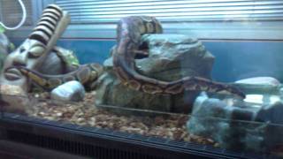 Fuffi-20100826.MP4