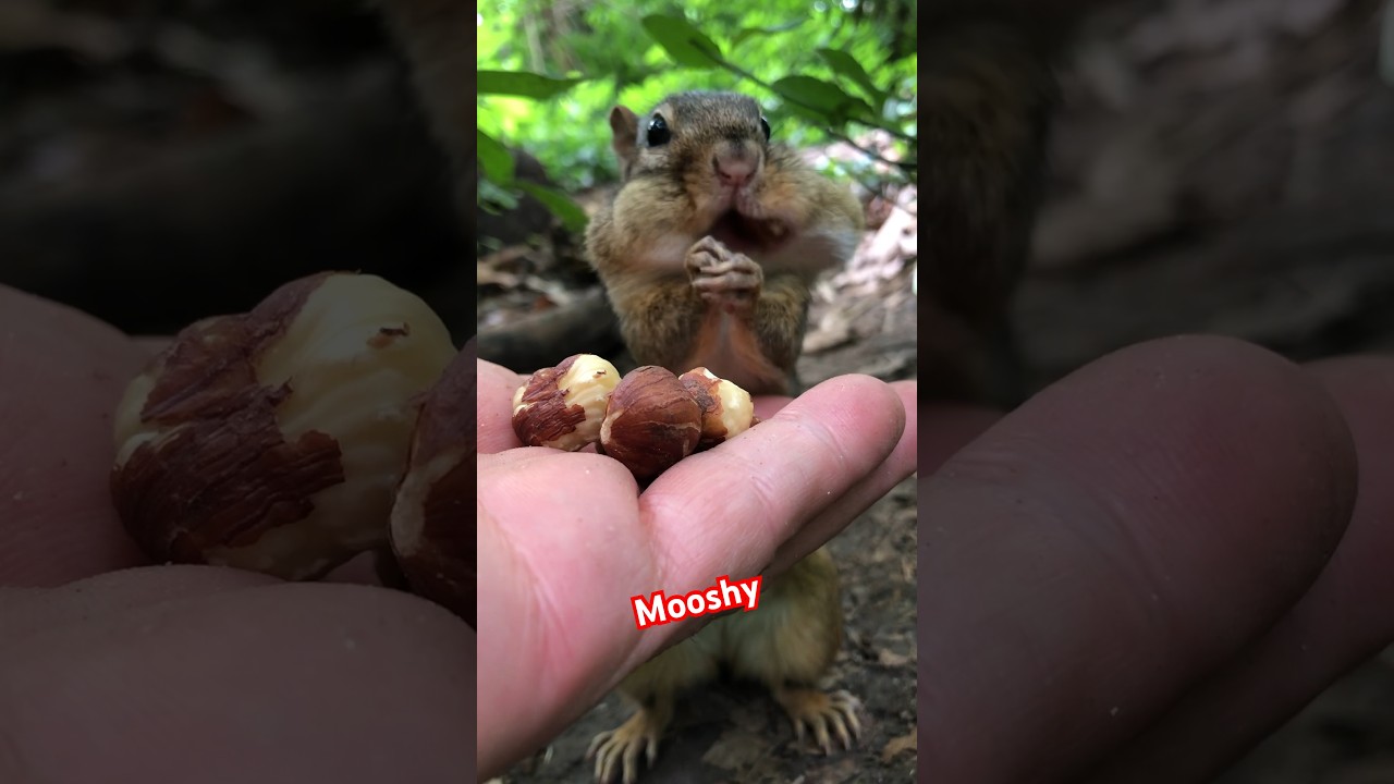 King Mooshy my oldest chipmunk who is 7, fill the cheeks 