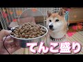 柴犬小春　中国語sub【本能に乾杯】ドッグフードを満足行くまで与えた時、愛犬の行動は！？