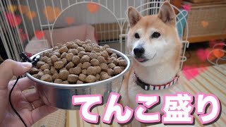 柴犬小春　中国語sub【本能に乾杯】ドッグフードを満足行くまで与えた時、愛犬の行動は