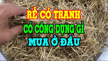 Rễ cỏ tranh - Rễ cỏ tranh có tác dụng gì - Rễ cỏ tranh ngâm rượu - Rễ cỏ tranh mua ở đâu