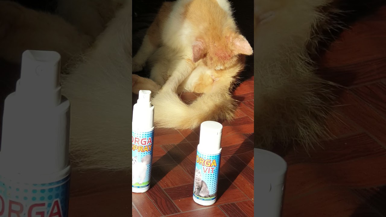 orga spray -Merawat Kucing Kurap - YouTube