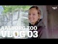 HVORFOR DYREPASSER? | ISBJØRNEN GIDER IKKE PARRE SIG MERE | STRUDSEKYLLINGER | AALBORG ZOO VLOG 03