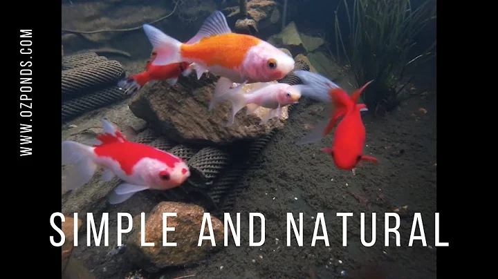 How to keep a pond crystal clear