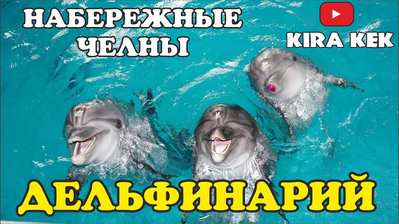 Набережные челны дельфинарий цены Набережные челны дельфинарий цены