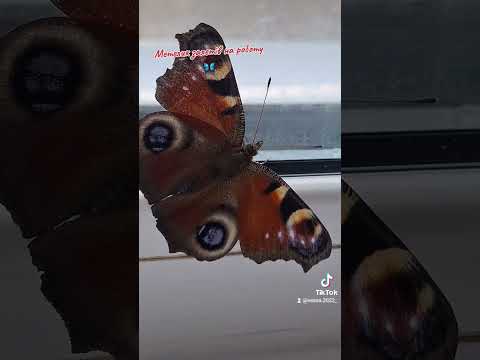 Метелик залетів на на роботу жовтень на вулиці метелик жовтень осінь рек Youtube Shorts