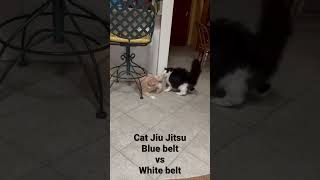 Cat Jiu Jitsu