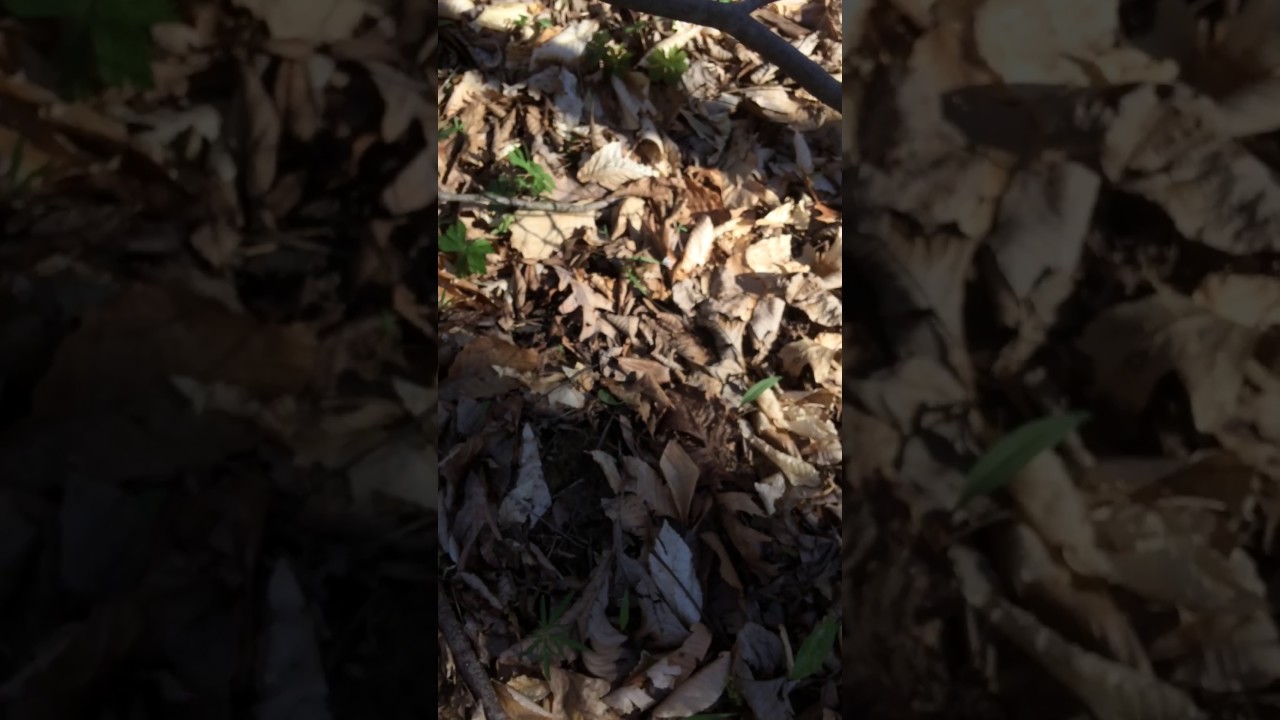 Indiana Black Morels 2017!!! YouTube