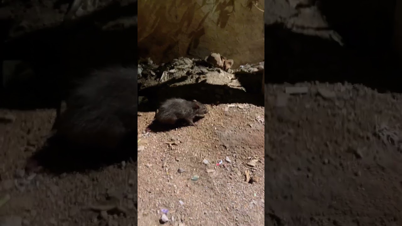 Fat Mouse Sleeping on Open Road 🤣 