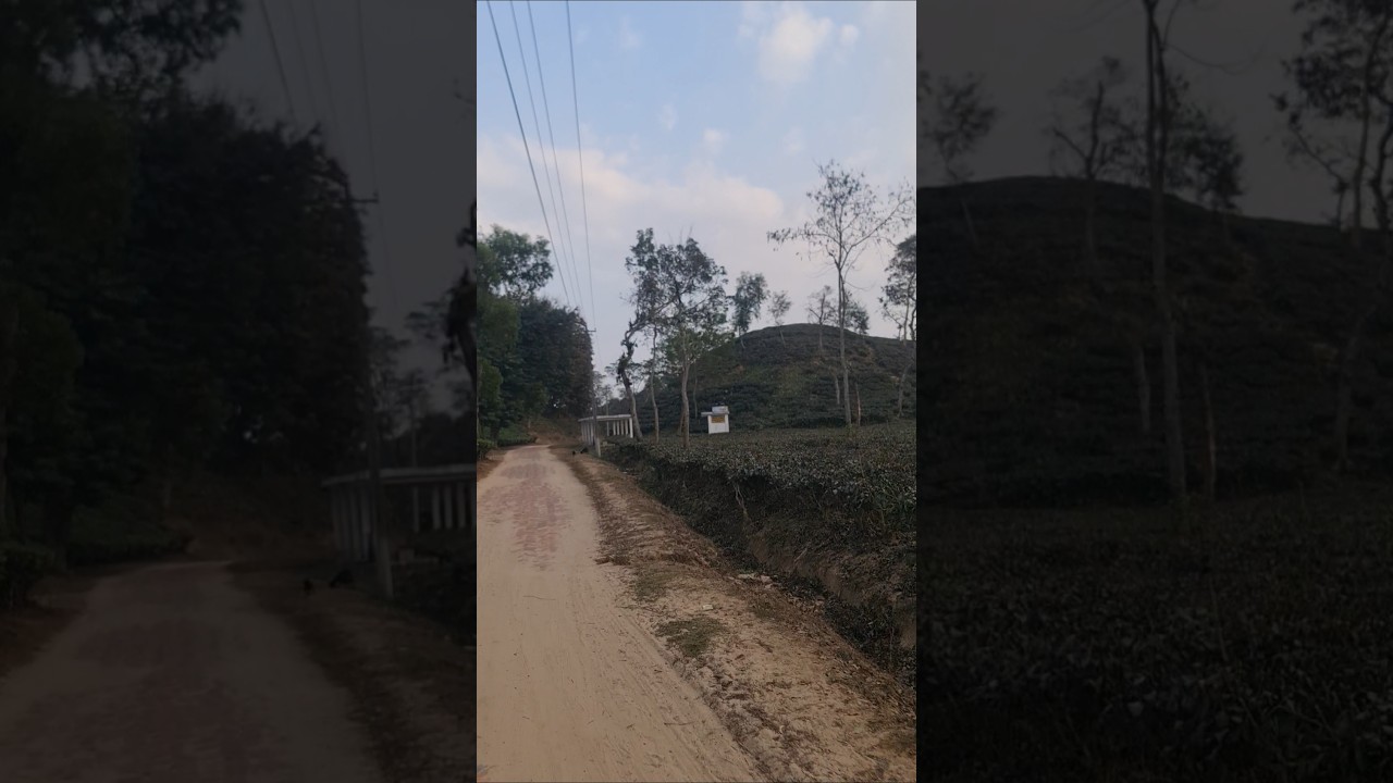 Tour Tea Garden Sreemangal  