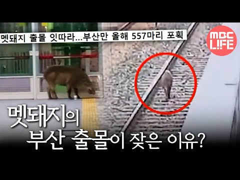 [생방송 오늘 아침] 멧돼지의 잦은 <strong>부산</strong> 출몰 <strong>이유는</strong>?!, MBC 250120 방송
