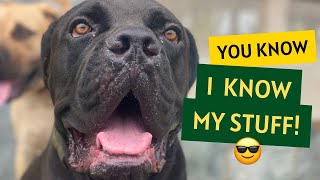 Coco the Cane Corso has excellent Memory and Eagerness to Learn!