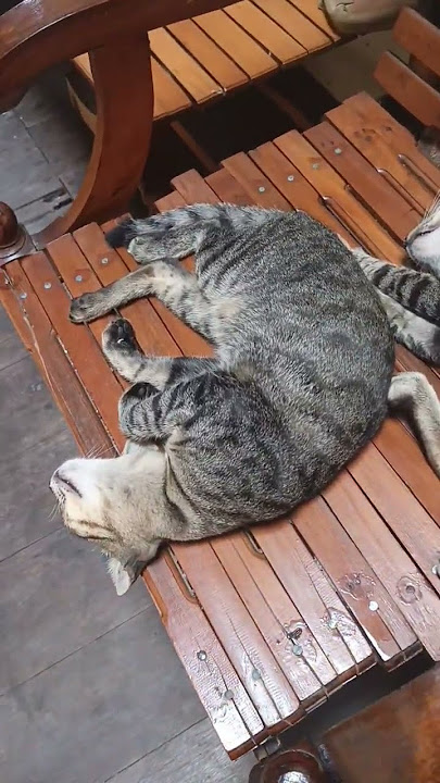 #cat #doanabisulaimanuntukkekayaanmelimpahruah #kucinglucu #animal