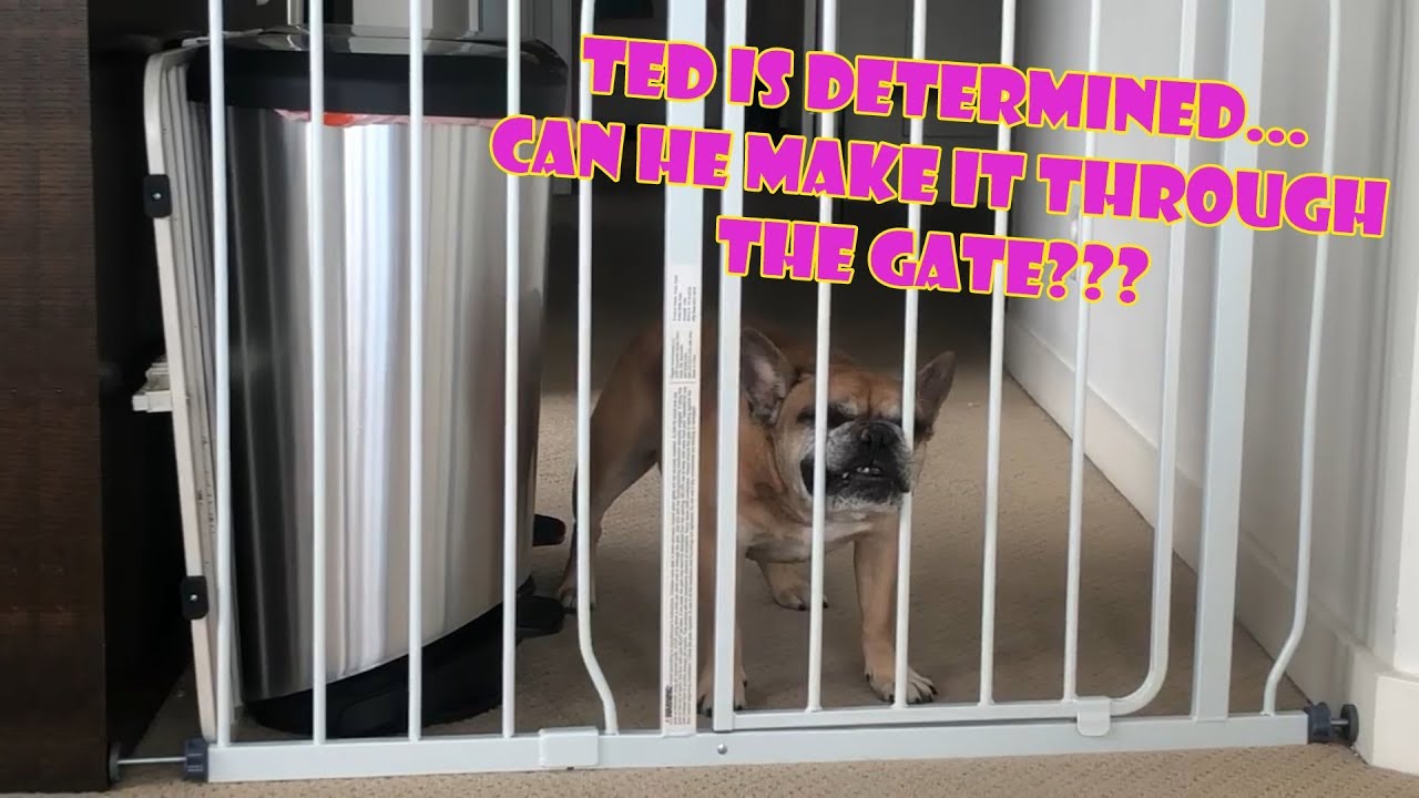 Ted the French Bulldog vs. Baby Gate of Sadness YouTube
