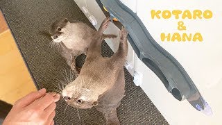 カワウソコタローとハナ　立って遊ぶ姿がこどものような２人　Otter Kotaro&Hana Standing and Playing Like Kids