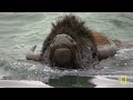 Grizzly Bear Summer | Wild Yellowstone | Nat Geo Animals