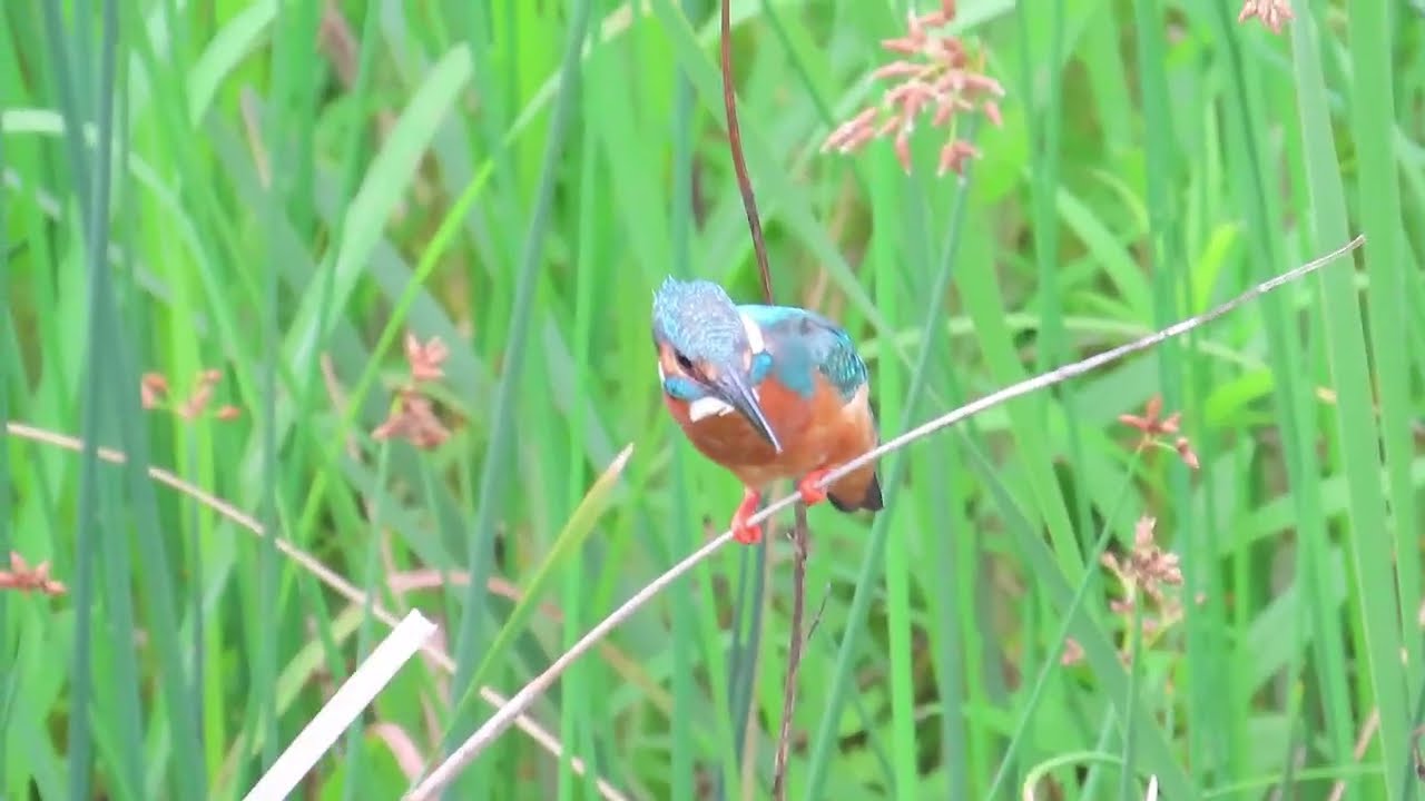 残堀川のカワセミ 2026.05.24 MVI_8962 Kingfisher - YouTube