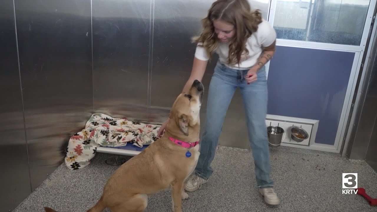 Dogs and cats in animal abuse case now ready for adoption - YouTube