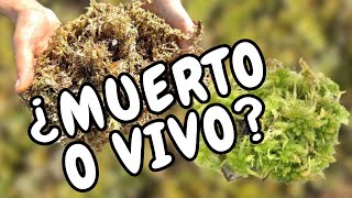 ¿Es mejor usar Sphagnum VIVO o MUERTO? | Ep. 378