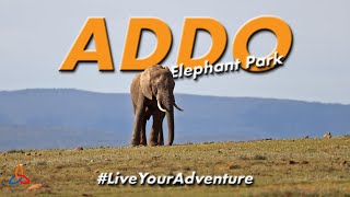 Addo Elephant Park | Nyathi Rest Camp & Main Rest Camp 🇿🇦