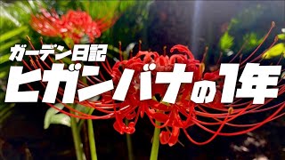 【彼岸花】【曼珠沙華】【リコリス】花が咲くまで1年間成長観察！全記録！ガーデニング初心者 庭づくり