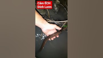 1 mình Cắm câu ếch giữa rừng dính cả lươn || trải nghiệm núi rừng || Tây Nguyên Hoang Dã