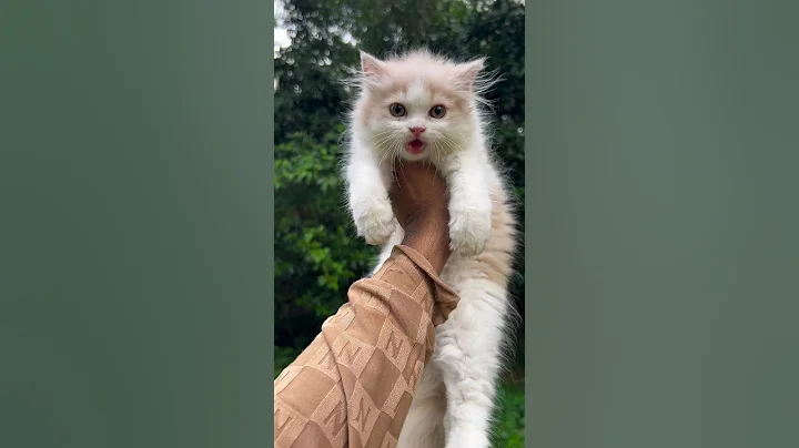 Kitten meowing 😍 | Persian cat sound | Persian cat | Cat voice | Cat sound | Cats video | baby cat