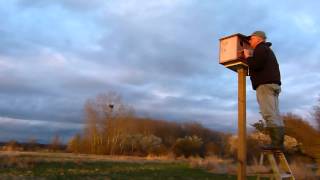 Checking the Barn Owl Box at the North 40.