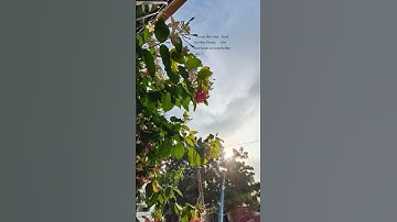 Thumbnail of The sun doesn’t rush, yet it always rises." #song #success #support #subscribe #views