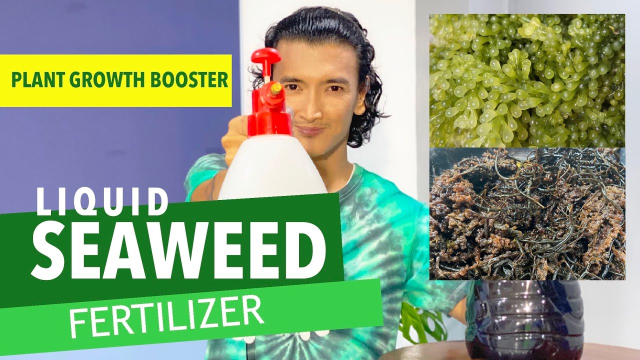 LIQUID SEAWEED FERTILIZER | Plant Growth Hormone - Pampabilis Lumaki at PAMPALAGO NG GULAY