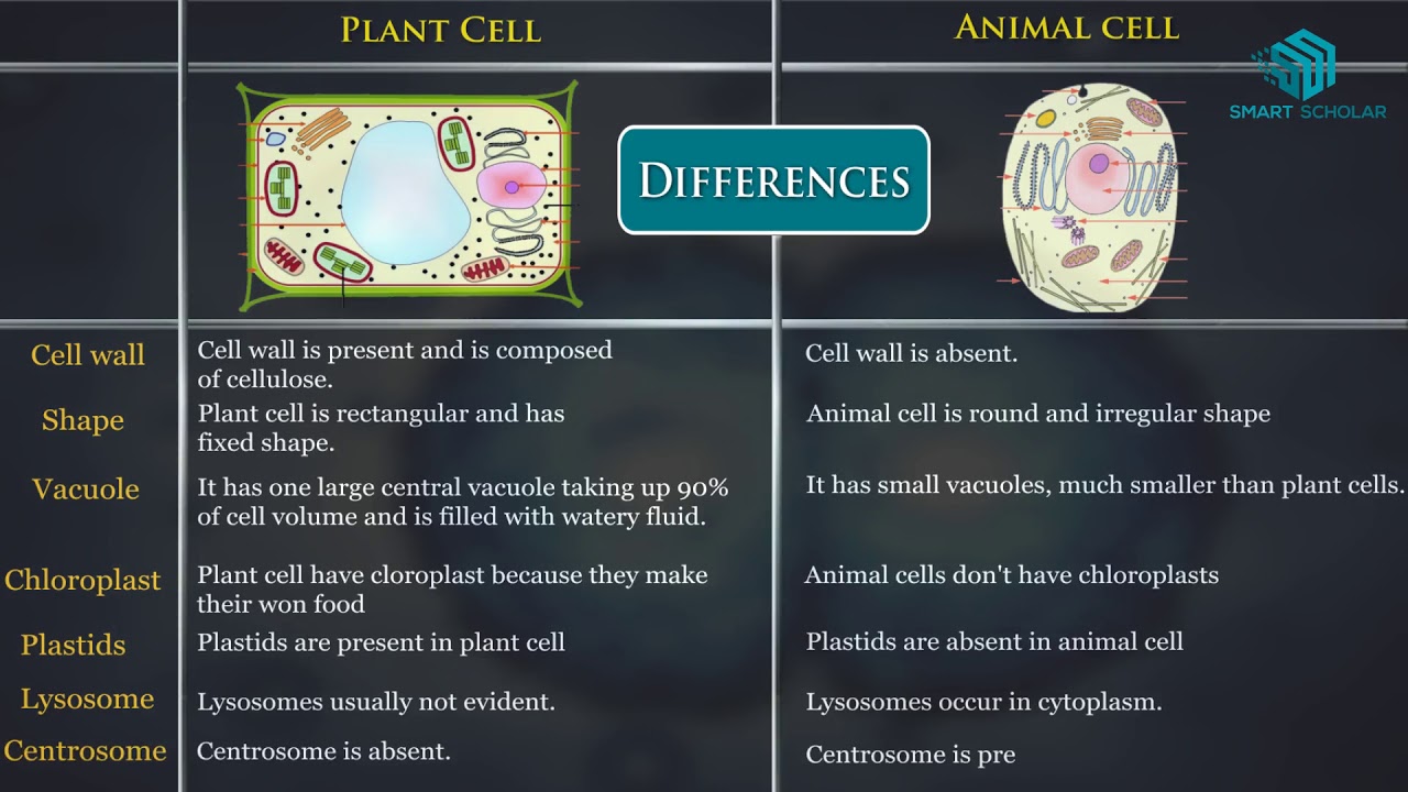 Plant Cell Vs Animal Cell - YouTube