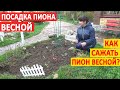 ПОСАДКА ПИОНА ВЕСНОЙ. Как сажать пионы весной? Как посадить пион, чтобы он ЦВЕЛ!