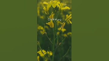 القرآن الكريم سورة النصر #سعد_الغامدي