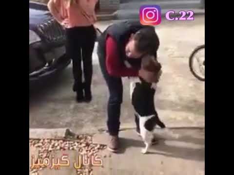 كلب ضايع من صاحبه 18 شهر شوفو رده فعل الكلب لما شاف صاحبه | الوصف كله مهم