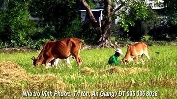 Cảnh cuộc sống êm đềm hàng ngày trên ruộng bậc thang Tà Pạ, Núi Tô, Tri Tôn, An Giang 09/01/2021