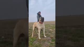 اسمع صوت الكلب