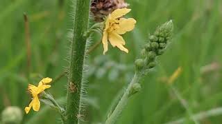 Το Αγριμόνιο ή φωνόχορτο Agrimonia eupatoria L., Αγριμόνια η ευπατόρια