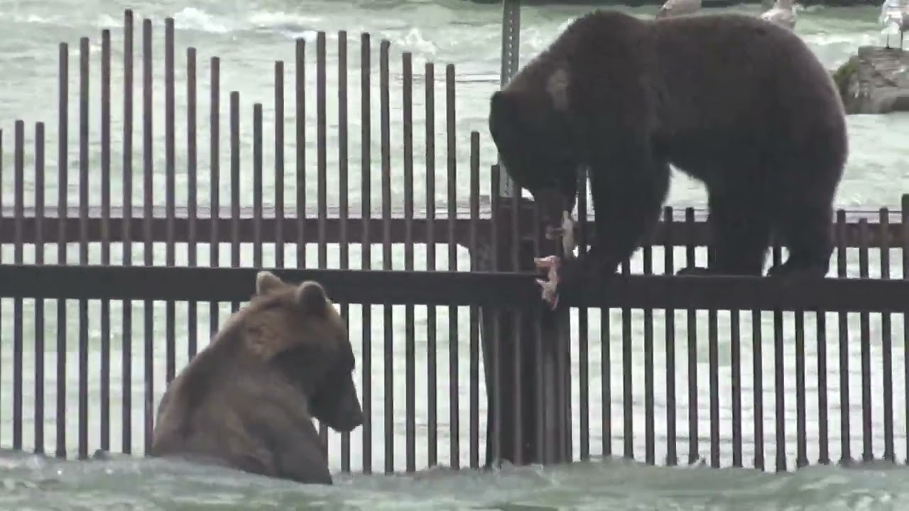 Grizzly bears catching salmon on Chilkoot river in Alaska.