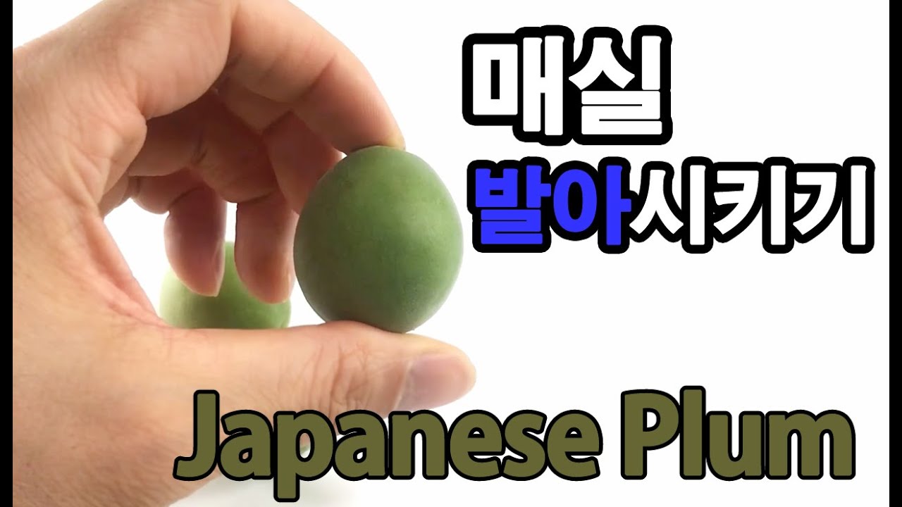 매실발아시키기 (Japanese Plum) How to grow tree from seeds?