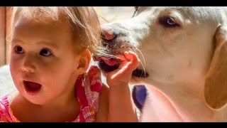 Avery: Facility Dog Program