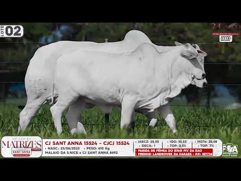 LOTE 02   CJCJ 15524