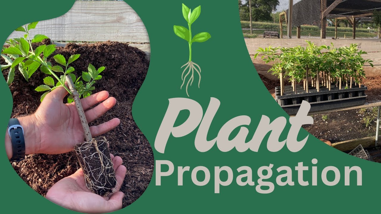 Best medium for plant propagation - using what the PROS use!